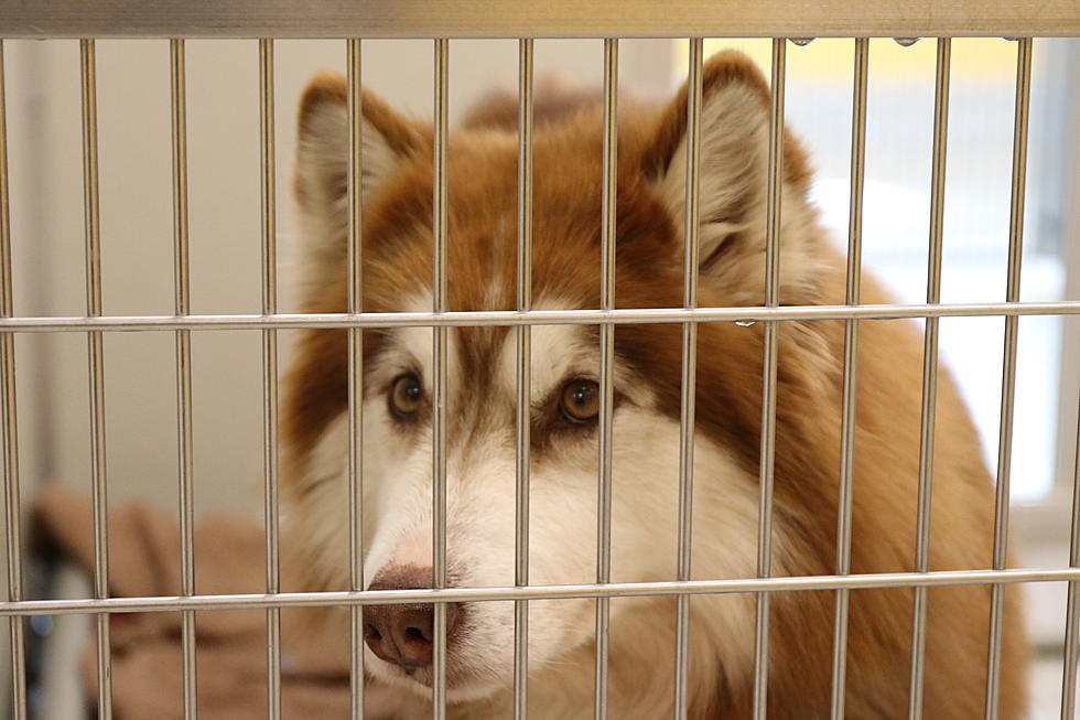Idaho Humane Society Says Avoid These Scams