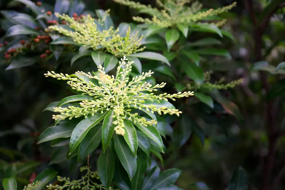 Most Poisonous Plant in America Found in Utah