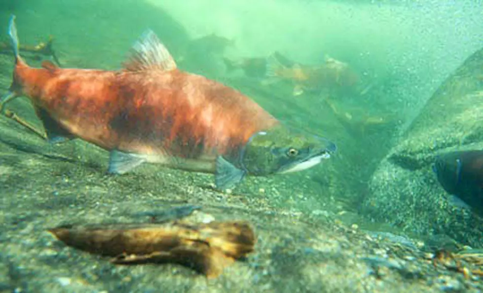 Boise Boy’s Fundraiser to Help Restore Sockeye Salmon in Idaho
