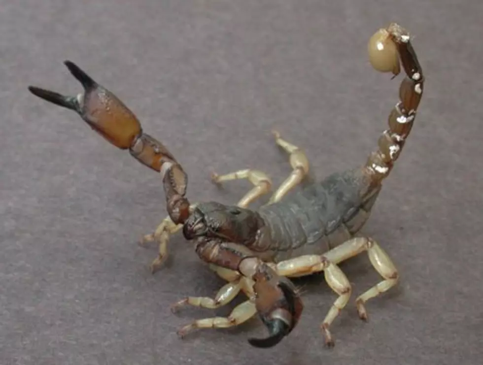 See Photos of Some Creepy Native Idaho Bugs