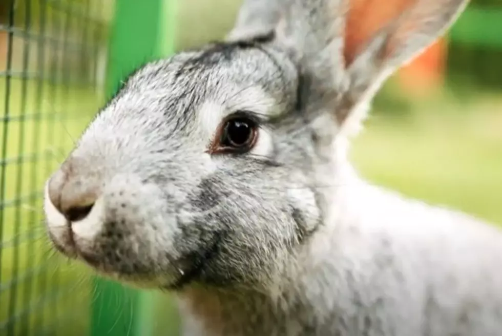 See A Dead Rabbit In Idaho, DON’T TOUCH IT!