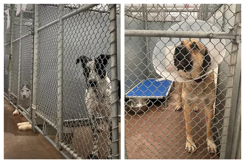 “Raise the Ruff” Project in the Boise Area Seeks Foster Heroes