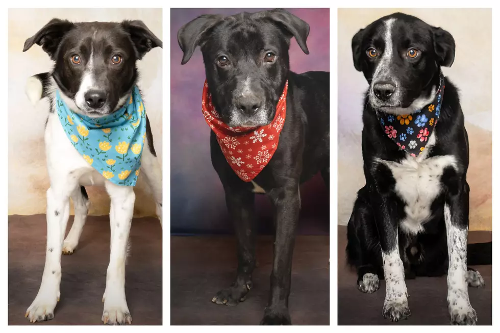 WVHS Responds to Surge in Idaho Shelter Dogs with New Promotion!