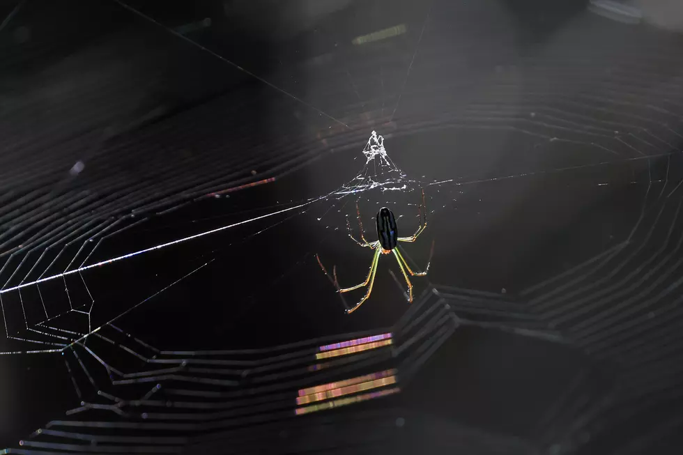 Idaho’s Dangerous Spiders Might Be Seeking Warmth In Your Home