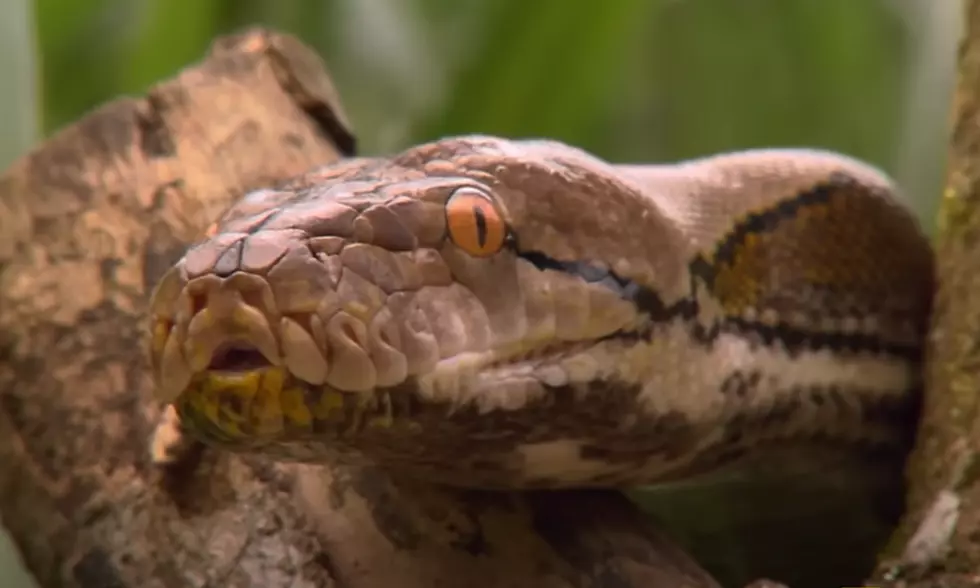 Stay Alert, Idaho Outdoor Lovers—Snake Season Is Still Here